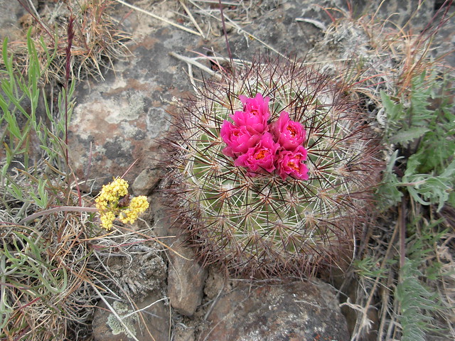 Pediocactus simpsonii - Umtanum Ridge from Flickr via Wylio