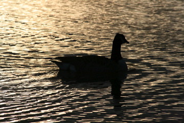 light sunset sunlight lake bird water birds animal silhouette canon wildlife beak feathers goose ripples 400d canon400d
