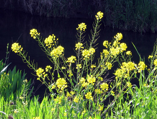 oregon eugene wetlands mustard