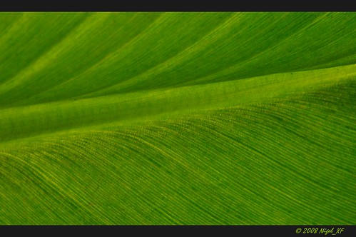 home garden leaf nikon d70s nikond70s wintergarden harmony blatt nigel garten wintergarten bananaplant bananaleaf oberflächen bananenstaude aplusphoto fdream ilovemypics nigelxf