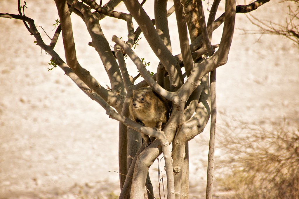 Hyrax in Tree