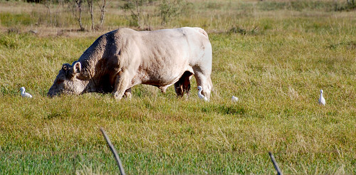 insect cow westtexas egret aroundcampus nikond40x