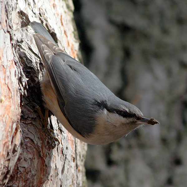 Photograph titled 'Eurasian Nuthatch'