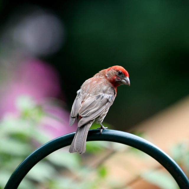 Purple finch definition/meaning