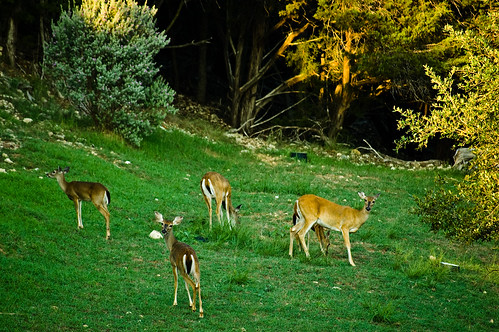 texas wildlife hillcountry 50200mm deers wimberley wimberly pioneertown nikond40 top20texas bestoftexas