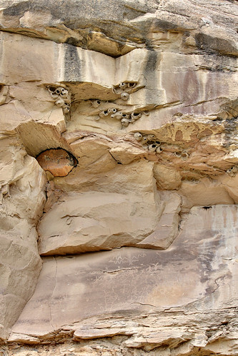 wood fossil colorado petroglyph rockart petrified rangely canyonpintado