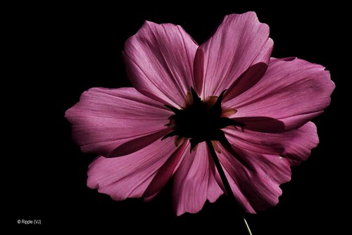 Pink Flower in Black Background - a photo on Flickriver