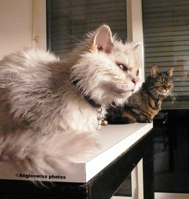 Fluffy and Tabby