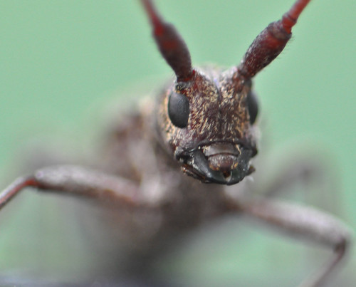 brown green insect grey dof bokeh beetle handheld sooc 105vr nikond90