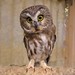 Sawhet Owl Permission to Post by Gabriele Droz