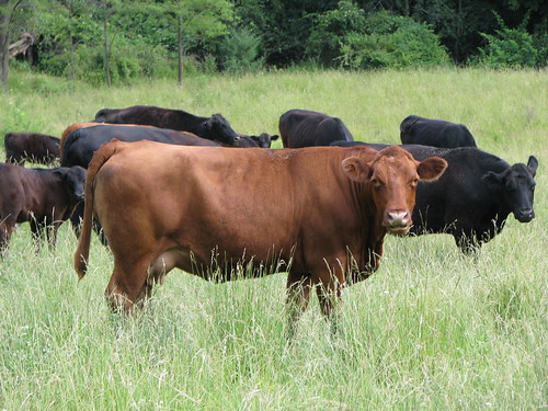 animal cow farm reststop iowa bovine restarea interstate80 limecity