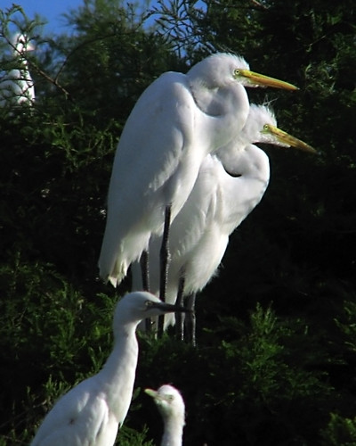 morning mississippi majestic egret greategret rookery refuge egrets noxubee tcon17 noxubeenationalwildliferefuge