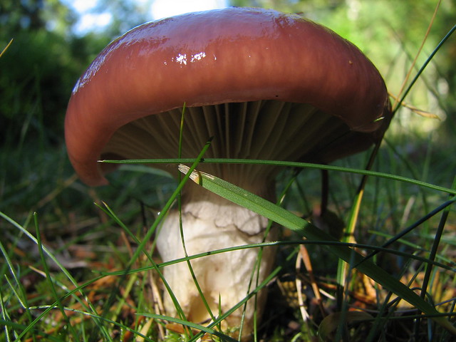 Backyard Mushrooms | Edible or poisonous? | By: Lana_aka ...