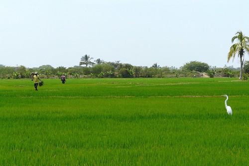 verde peru nature blanca arroz piura garza sullana agricultores siembras peruvianimageshistoryculture
