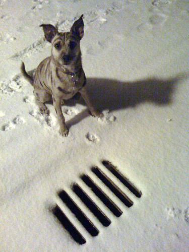 dog snow night canal view 0000 kanal zima pes noc 2010 bif pohled snih