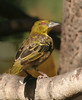 village weaver - End of THE GAMBIA Set