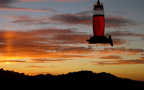 sunset arizona hummingbirds prescott