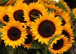 Sunflowers for sale at the Pike Street Market