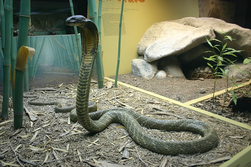 キングコブラ【Ophiophagus hannah】 : 世界最大のヘビ・世界最長のヘビTOP10 【Biggest Snakes in