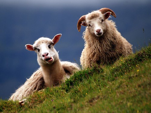 Photo:Faroe / sheep By:polandeze