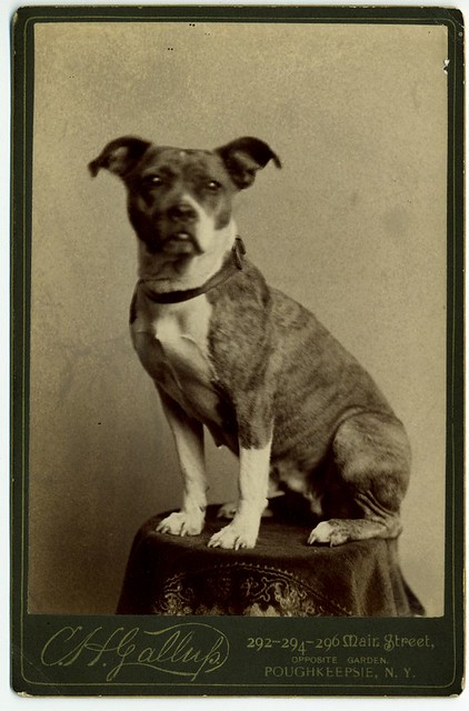 Small, brindle-marked dog posed on table in studio