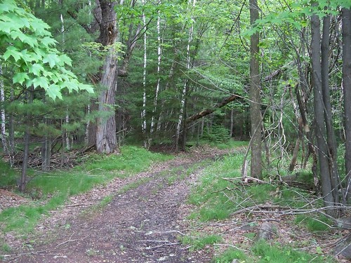 road usa wisconsin woods scenic trail wausau marathoncounty
