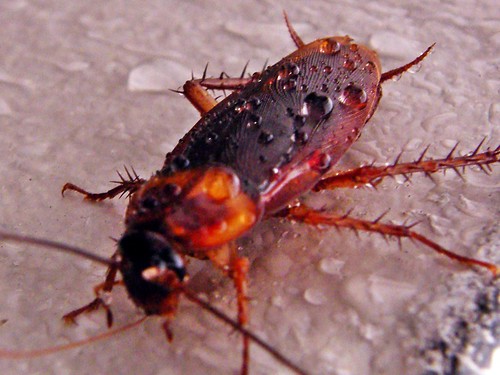 Waterdrops on cockroach