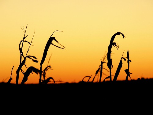 sunset illinois corn bloomington