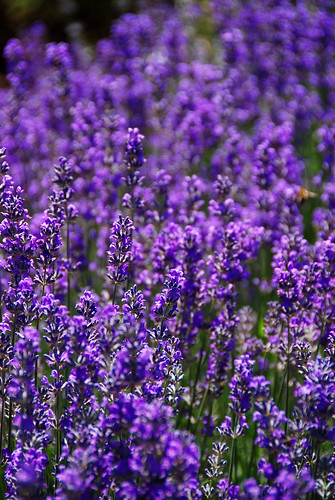england sussex purple britain lavender heritagegarden flowerscolors bordehill colorphotoaward flowerwatcher floweria wonderfulworldofflowers auniverseofflowers awesomeblossoms colorfullaward colorsinourworld xtremeboquet
