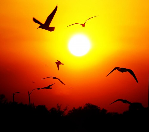 sunset sun birds louisiana sundown dusk gulls neworleans lakefront lakepontchartrain