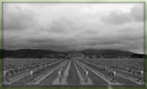 sky blackandwhite clouds landscape g blenheim picnik grapevines pfogold pfoisland02