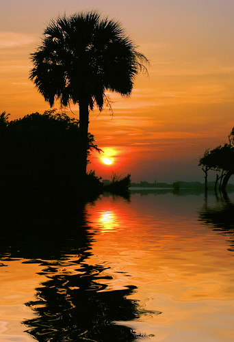 sunset sky skies flood southcarolina palm charleston palmtree monte sullivansisland mysky flamingpear myskies mdggraphix