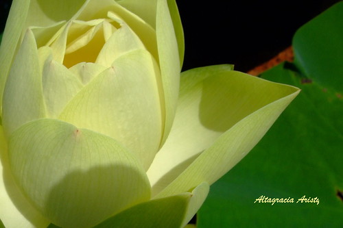 macro closeup waterlily lotus dominicana nymphaea loto nenúfar lotusflower primerplano ninfea nelumbonucifera flordeloto fujif40 liladeagua rosadelnilo lotosagrado lotoindio