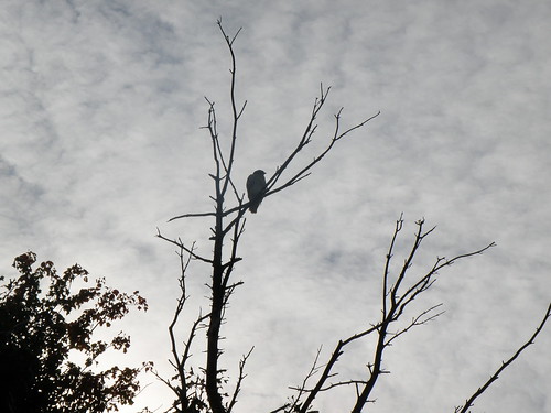 trees birds clouds hawk massachusetts redtailedhawk natick