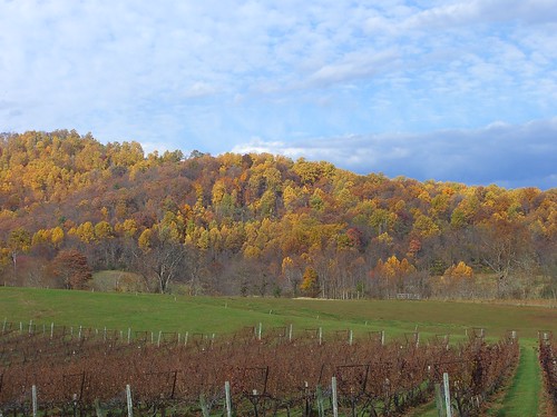autumn landscape vineyard
