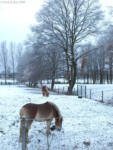 winter friends horses snow garden backyard soe blueribbonwinner botg treesubject rickbart sintlambrechtsherk rickvink