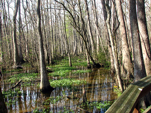 trees tree water rouge la louisiana bluebonnet swamp boardwalk baton
