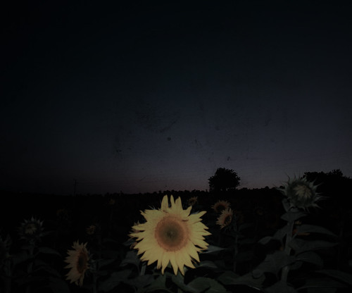 sunset night dusk country sunflower moonflower