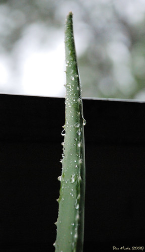 plant rain drops aloe d80
