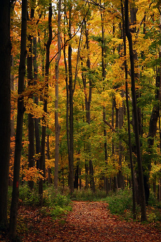 autumn newyork upstate akronfallspark october2008
