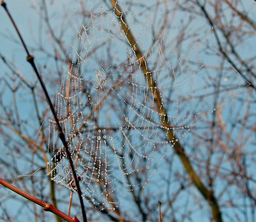 morning blue sky sunlight macro tree nature water drops branches web spiderweb twigs naturesfinest supershot canona710 flickrnewpictures