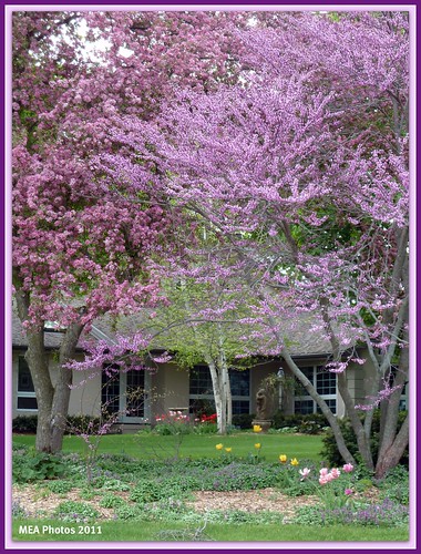 pink flowers green gardens wisconsin landscape spring blossoms picnik