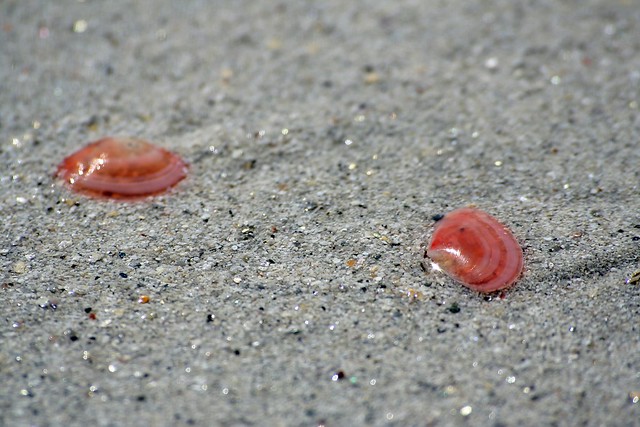 pink shells on Luskentyre beach, Harris
