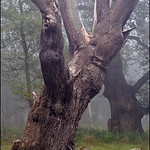 Ancient  Oak