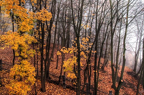 park autumn trees nature leaves fog fence hdr lithuania kaunas ąžuolynas