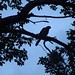 coopers hawk in silhouette