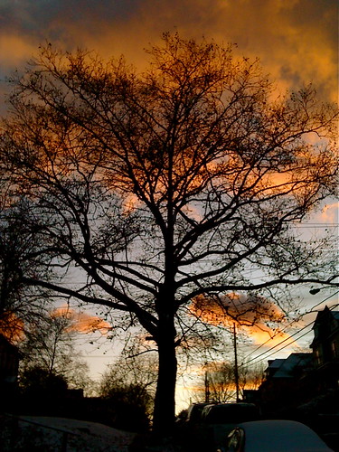 cameraphone autumn sunset tree pittsburgh iphone3g