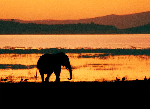 sunset elephant film silhouette 35mm may safari 1993 35mmfilm scanned zimbabwe kariba lakekariba may1993 canoneos600 flickrchallengewinner sigma75300mmzoom bumihills