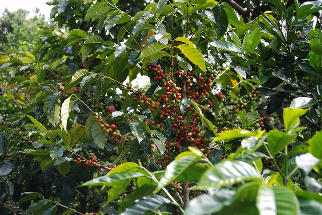 Geisha Coffee from Panama – Americas Coffee Map | Daklak Coffee Processing & Export - Helena., JSC: Panama Geisha coffee trees – Source: Rachel Blasucci