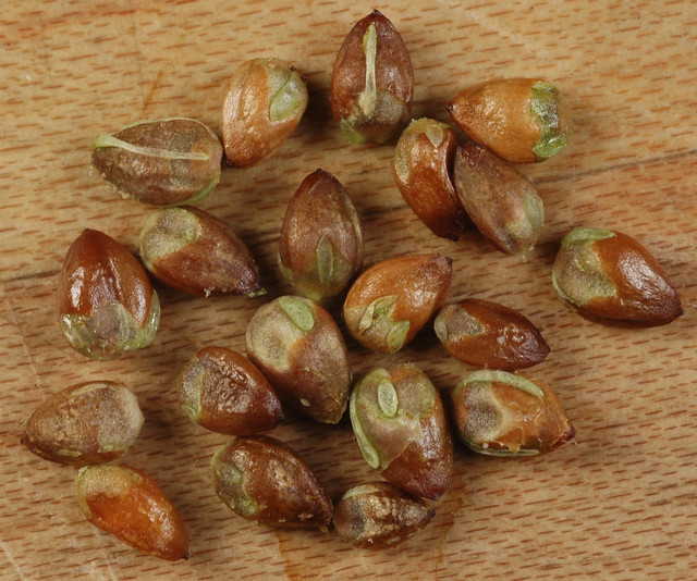 Red Cedar Seeds Flickr Photo Sharing